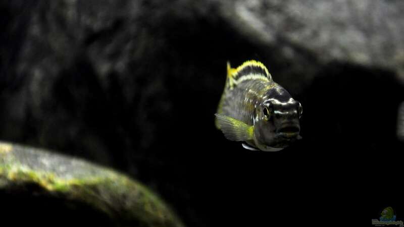 Melanochromis auratus (M) Closeup frontal von Pete (6)