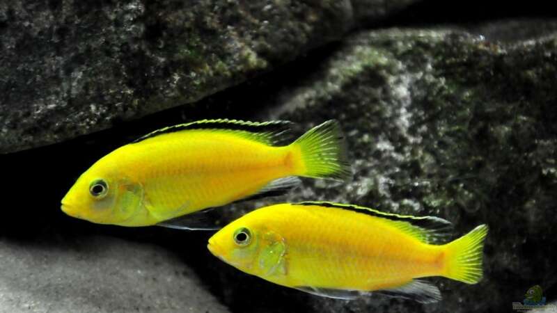 Zwei Labidochromis Yellows  von Pete (13)