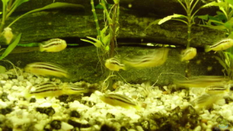 6 Jungfische Melanochromis Auratus von LaChica (5)