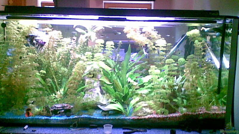 mein aquarium mit 468 liter von Bastian Linsenmeier (1)