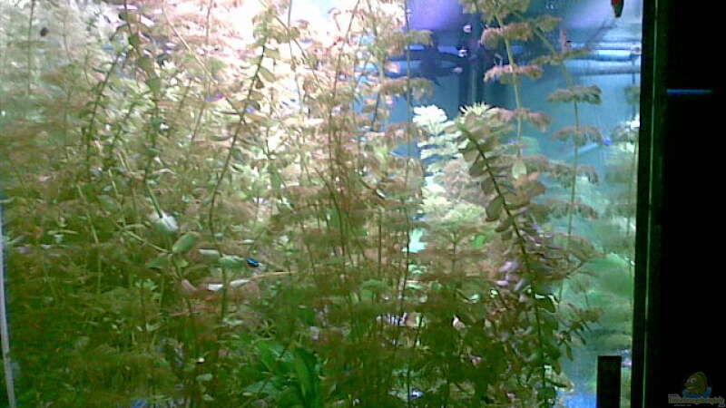 Pflanzen im Aquarium Becken 8460 von Bastian Linsenmeier (3)