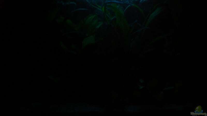 Aquarium Becken 8462 von Andreas Haase (4)
