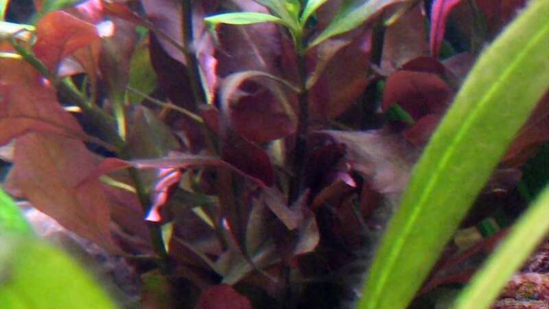 Pflanzen im Aquarium Becken 8478 von Gaspode (10)