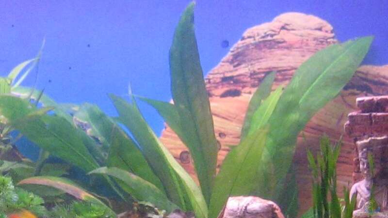 Pflanzen im Aquarium Becken 8478 von Gaspode (4)
