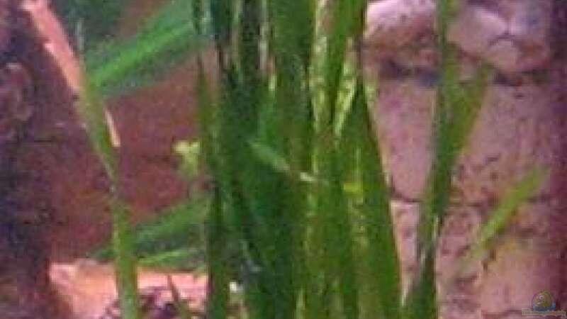 Pflanzen im Aquarium Becken 8478 von Gaspode (5)
