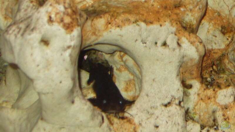 Lophiobagrus cyclurus im Aquarium halten (Einrichtungsbeispiele für Tanganjika-Stachelwelse)