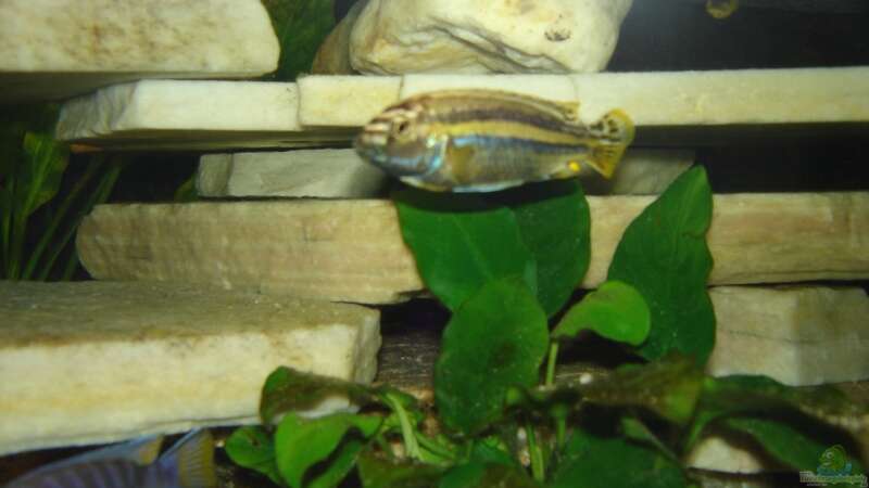 Melanochromis auratus Männchen von Troll (21)