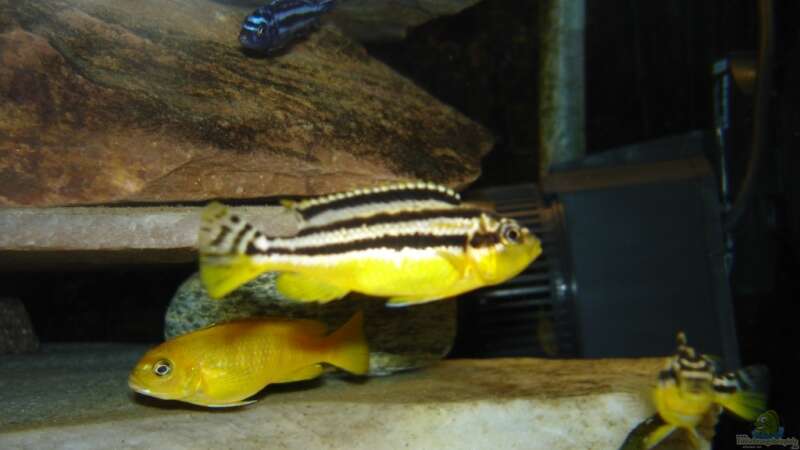 Melanochromis auratus Weibchen von Troll (24)