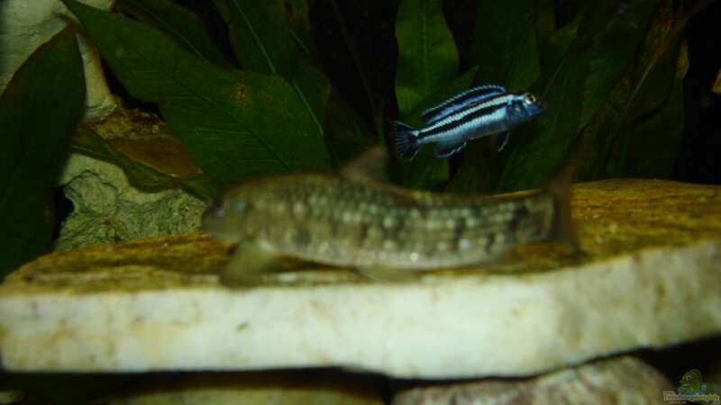 Melanochromis maingano von Troll (17)