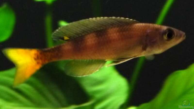 Cyprichromis leptosoma utinta orange tail - Männchen von vitus (7)