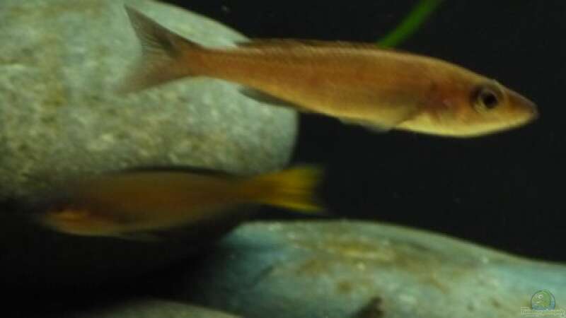 Cyprichromis leptosoma utinta orange tail - Weibchen von vitus (6)