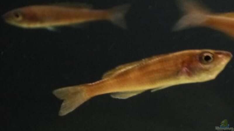 Cyprichromis leptosoma utinta Weibchen mit vollem Maul von vitus (8)
