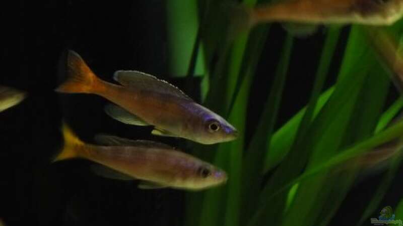 zwei Cyprichromis Männchen mit gelber und orangefarbener Schwanzflosse von vitus (10)