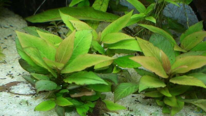Pflanzen im Aquarium Becken 8671 von freezer (3)
