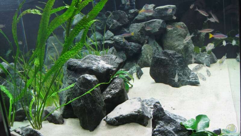 Aquarium Fadenmaulbrüter-Tank von Andi*Sehlde (14)