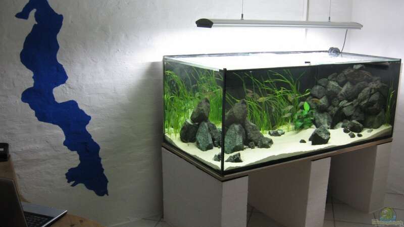 Aquarium Fadenmaulbrüter-Tank von Andi*Sehlde (5)