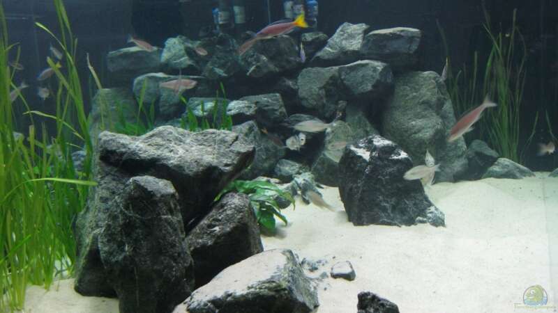 Aquarium Fadenmaulbrüter-Tank von Andi*Sehlde (7)