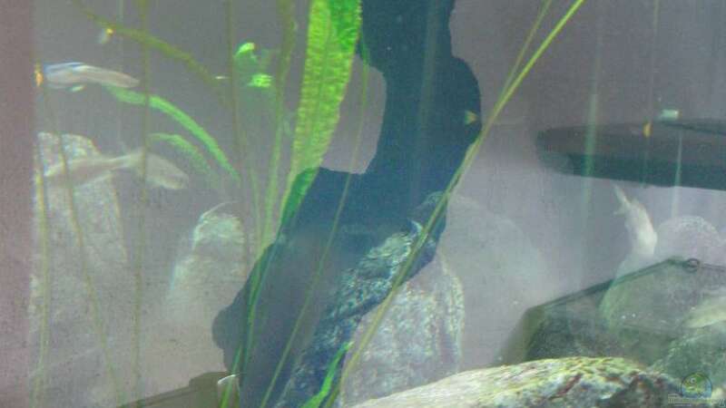 Pflanzen im Aquarium Fadenmaulbrüter-Tank von Andi*Sehlde (23)