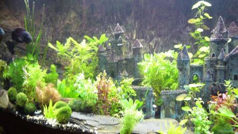 Aquarium Becken 8694 von Sandy_ (3)