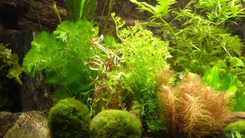 Pflanzen im Aquarium Becken 8694 von Sandy_ (11)