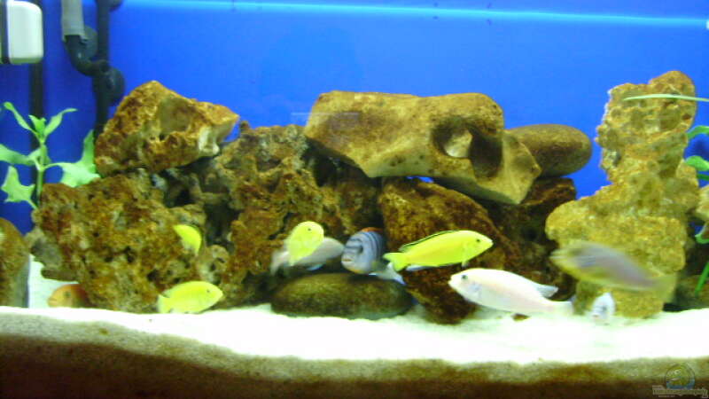 Aquarium Becken 8716 von deepsea (5)