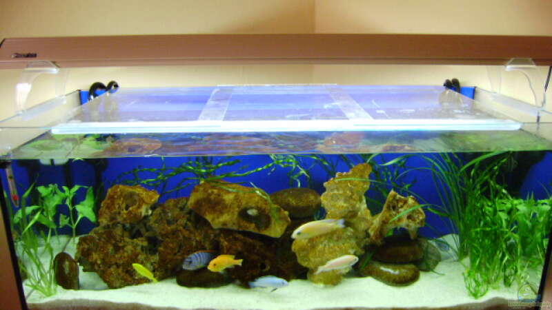 Aquarium Becken 8716 von deepsea (7)