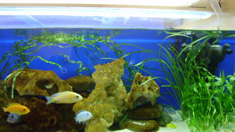 Aquarium Becken 8716 von deepsea (8)