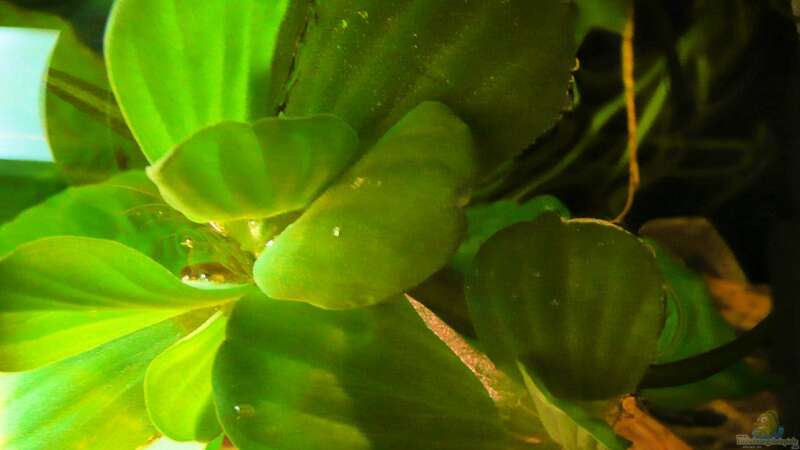 Pistia stratiotes (Muschelblume - Schwimmpflanze)  von Tim Burow (12)