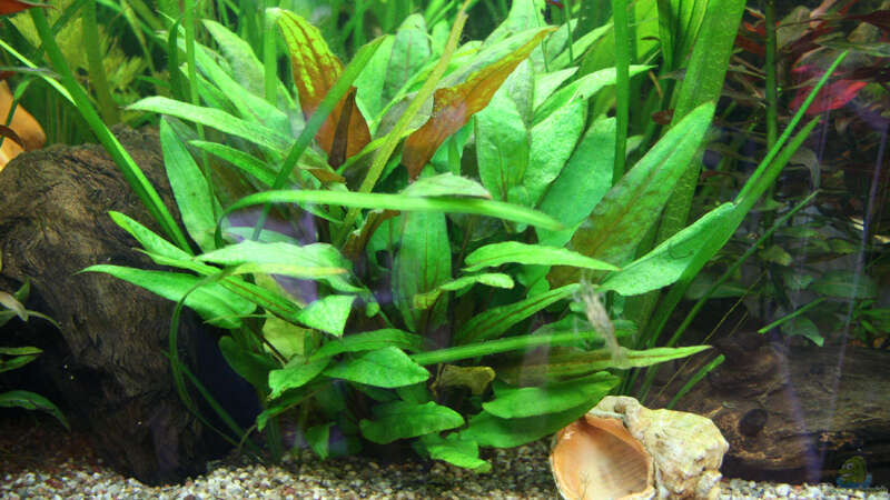 Pflanzen im Aquarium Becken 8765 von Oli M. (6)