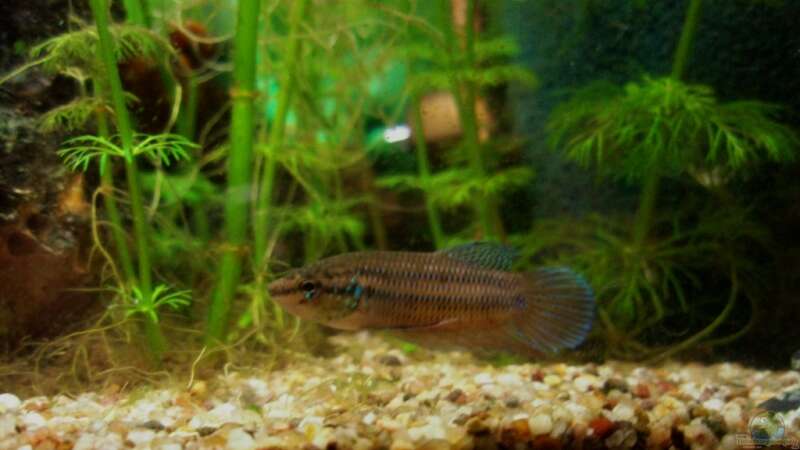Aquarien mit Betta smaragdina (Smaragdkampffisch)  - Betta-smaragdinaaquarium