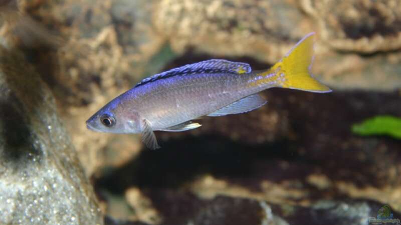 Cyprichromis Leptosoma - Bock (Gelbschwanz), 29.04.09 von Patrick Bärenfaller (25)