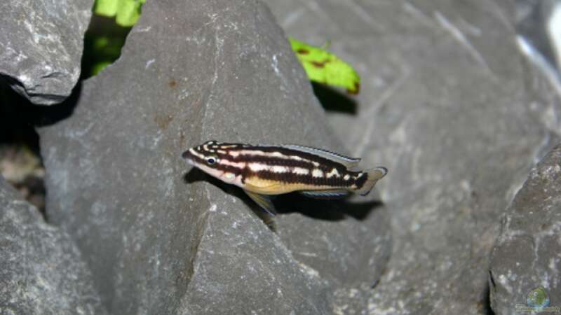 Julidochromis aus Kapampa (Nachwuchs), 29.04.09 von Patrick Bärenfaller (30)