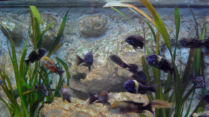 Aquarium Becken 883 von Enrico Pinkert (4)
