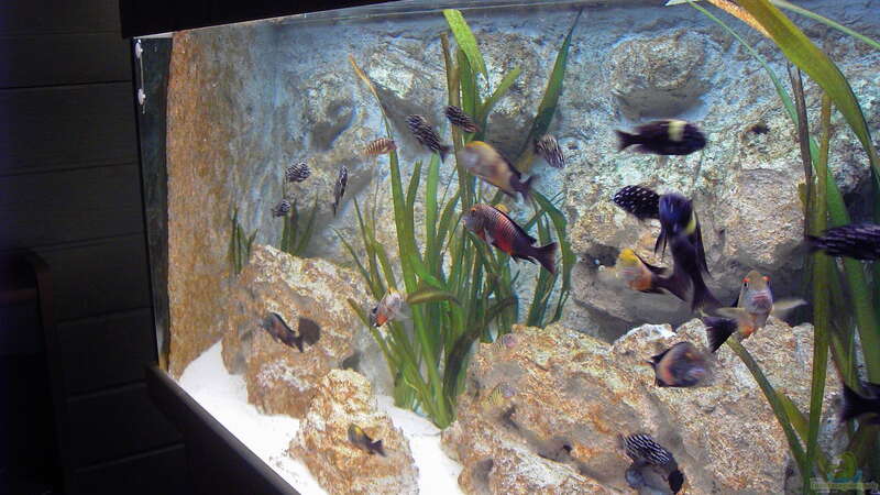 Aquarium Becken 883 von Enrico Pinkert (5)