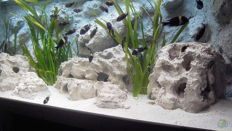 Besatz im Aquarium Becken 883 von Enrico Pinkert (9)