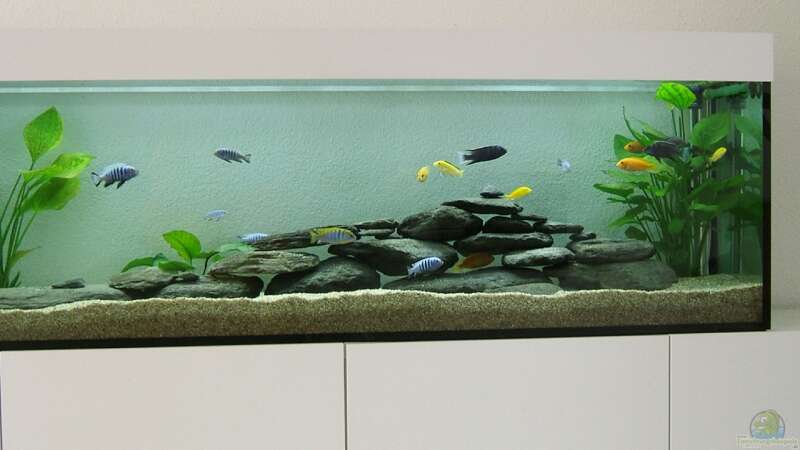 Aquarium Becken 8877 von Hanspeter Widmer (2)