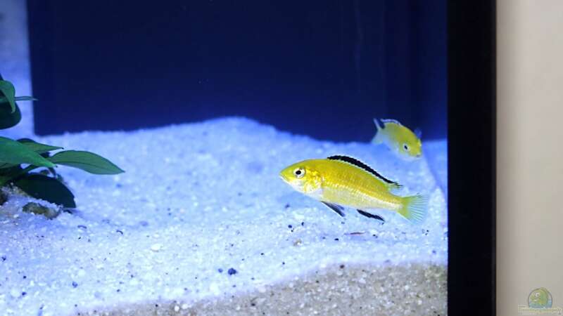 Yellow, Gelber Labidochromis 2 von Uwe Zawadski (14)