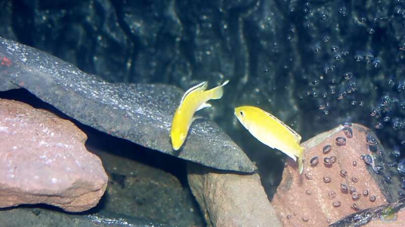 Yellow, Gelber Labidochromis von Uwe Zawadski (9)