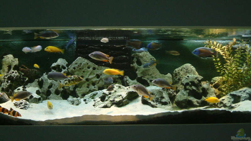 Aquarium Becken 89 von Marcos Arias (5)