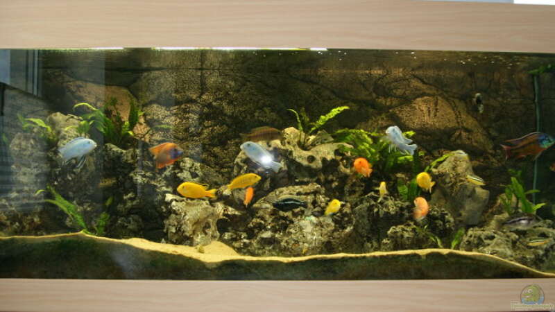 Aquarium Hauptansicht von Becken 892 von Rolf Drechsler (1)