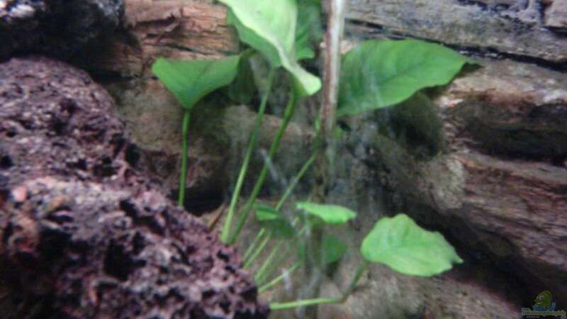 Pflanzen im Aquarium Becken 8920 von Aquawater (3)