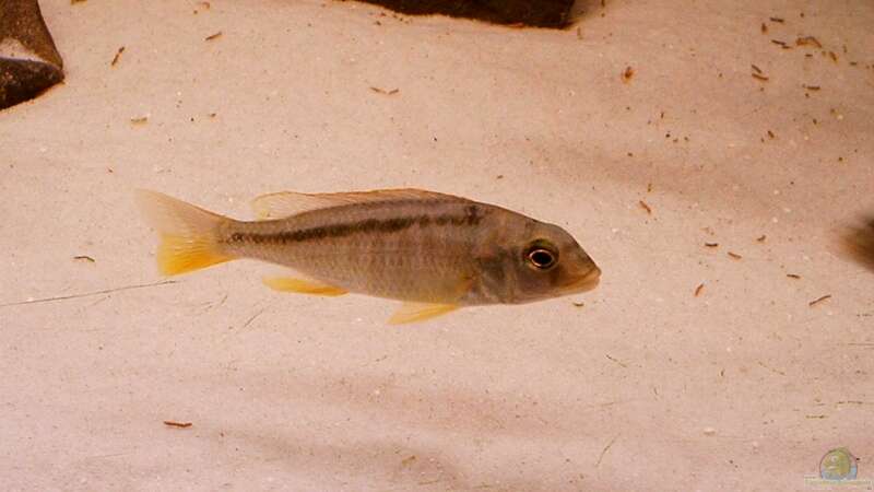 Buccochromis Nototaenia - vermutlich mal ein Weib von Ronny Laumer (12)