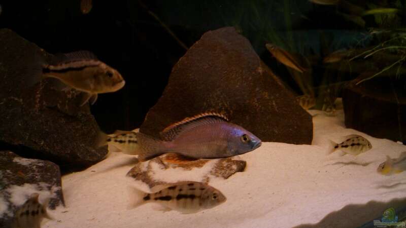Einrichtungsbeispiele für die Haltung von Dimidiochromis strigatus im Aquarium  - Dimidiochromis-strigatus-slnkaquarium