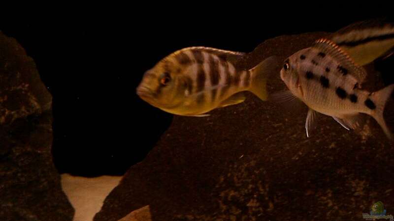 Nimbochromis Venustus von Ronny Laumer (13)