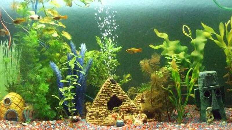 Aquarium Becken 8958 von Sandy_ (2)
