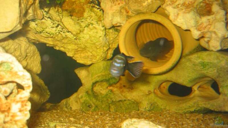 Aquarium Becken 9 von Sylvio  (2)