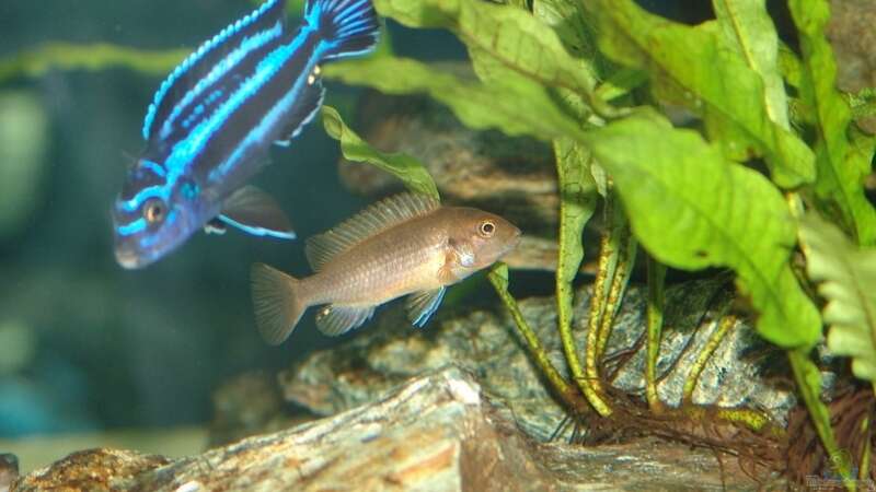 Melanochromis cyaneorhabdos Männchen und Pseudotropheus sp. Polit Weibchen von Mbunafan (17)