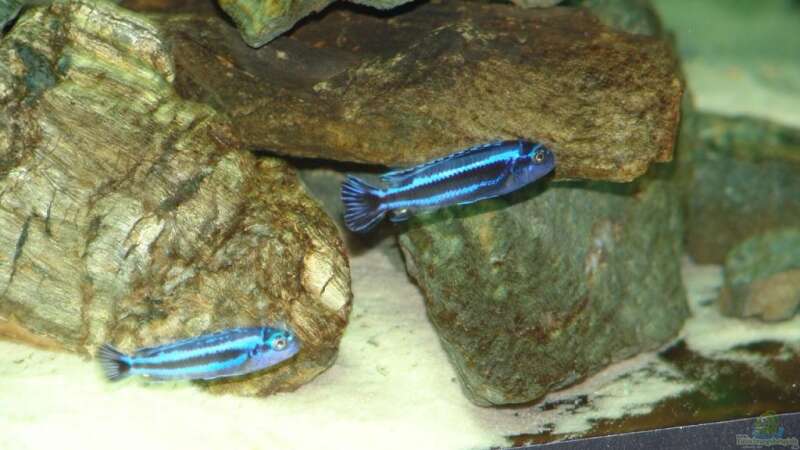 Melanochromis cyaneorhabdos Männchen und Weibchen von Mbunafan (22)