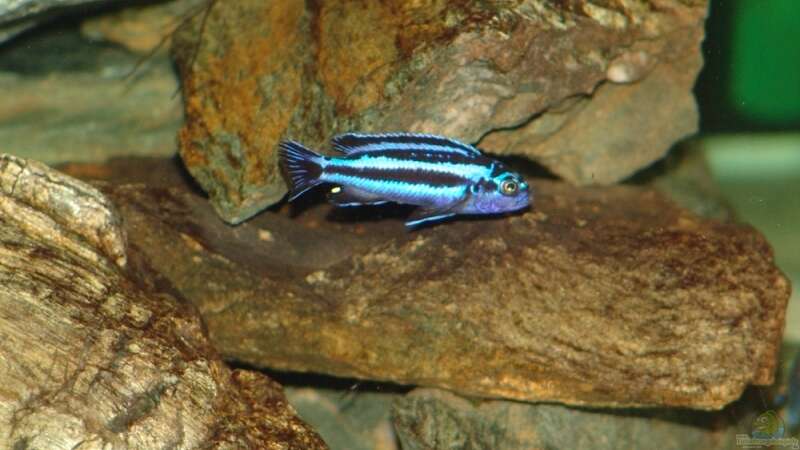 Melanochromis cyaneorhabdos Weibchen von Mbunafan (21)