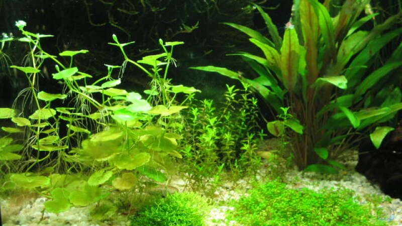 Pflanzen im Aquarium Becken 9065 von Ralle (4)